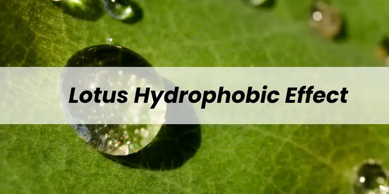 lotus hydrophobic effect