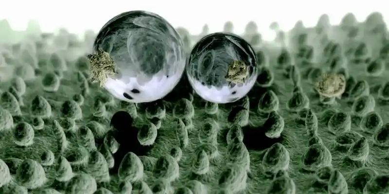 nanostructure of lotus leaves