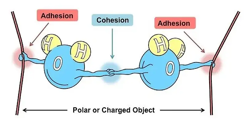 polar moleculars case water H2O Charged Object